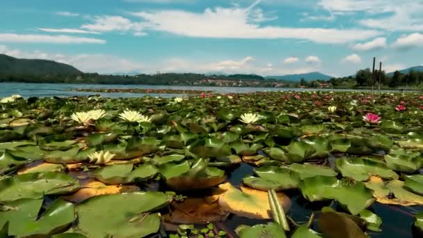 Paisagem Com Lírios Água Branca Vermelha — Vídeo de Stock