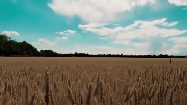 Relaxing Landscape Wheat Field – Stock-video