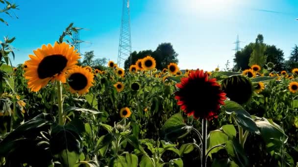 Summer Landscape Yellow Red Sunflowers — Stock Video