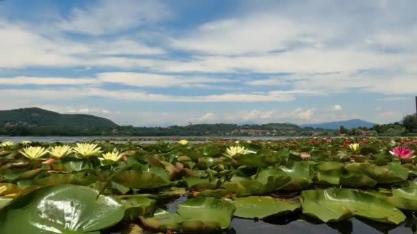 Летний Пейзаж Озере Разноцветными Водными Лилиями — стоковое видео