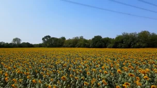 Aerial Drone Overview Sunflower Field — Stock Video