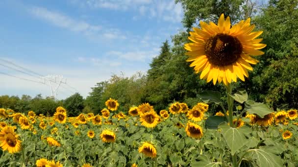 Landscape Sunflowers Sky Blue White Clouds — Vídeos de Stock