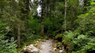 Hava Aracı - Alpler Ormanında Manzara