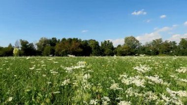 Summer Landscape in a Field with White Flowers - 5K