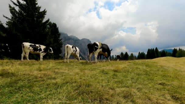 Paisaje Alpino Las Dolomitas Con Vacas Pastando — Vídeo de stock