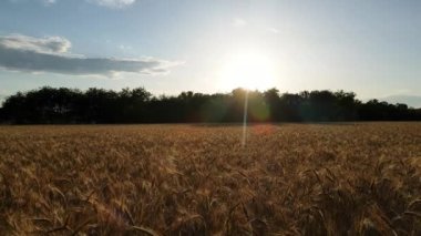 Aerial Drone - Summer Landscape of a Wheat Field at Sunset