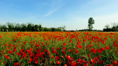 Haşhaş tarlasında yaz manzarası - 5K