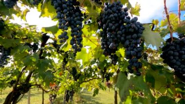 İtalya kırsalında bir üzüm bağında manzara - 5K