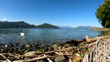 Kuğuyla birlikte gölde yaz manzarası - 5K