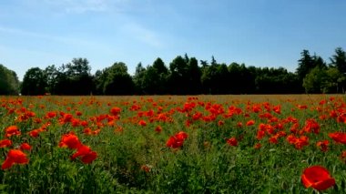  Haşhaş tarlasında yaz manzarası - 5K