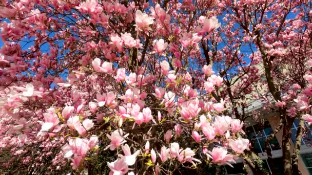 Wiosenny Krajobraz Różowymi Kwiatami — Wideo stockowe