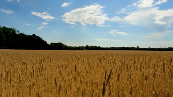 小麦畑の春の風景 — ストック動画