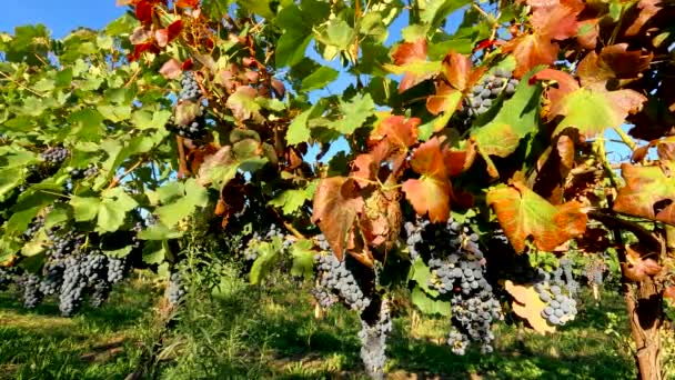 Krajobraz Jesienny Włoskiej Winnicy — Wideo stockowe