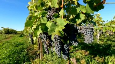 İtalyan kırsalındaki Üzüm bağlarıyla manzara - 5K