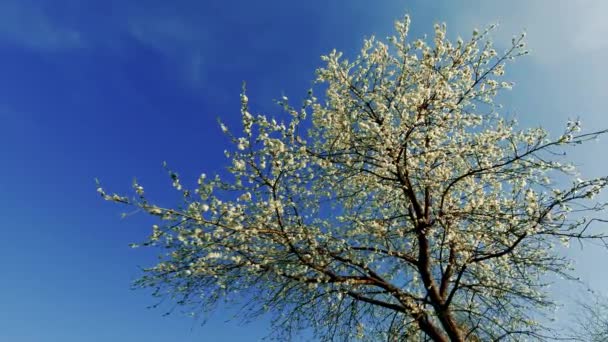 白い花の植物と春の風景 — ストック動画