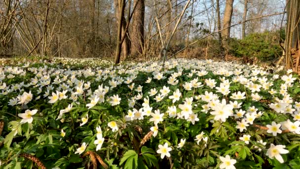 Tavaszi Táj Erdőben Fehér Virágok — Stock videók