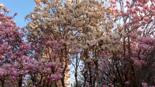 Wiosenny Krajobraz Wielobarwnymi Kwiatami — Wideo stockowe