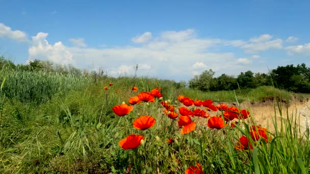 Summer Landscape Poppy Field — Αρχείο Βίντεο