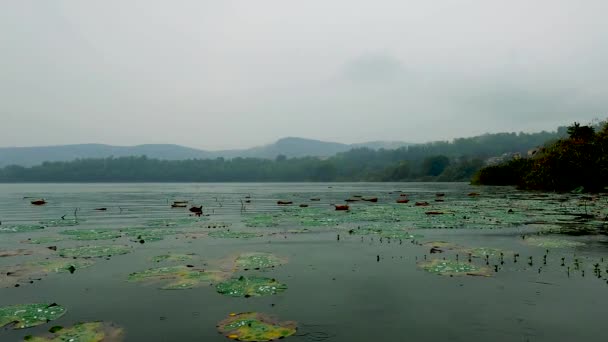Φθινοπωρινή Βροχερή Μέρα Στη Λίμνη — Αρχείο Βίντεο
