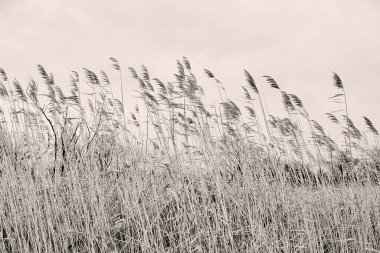 Uzun, kuru ot Esintisi Kış Rüzgarında, Siyah ve Beyaz