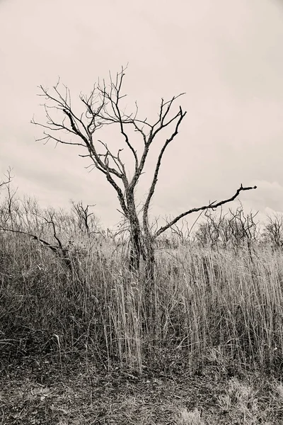 Çorak Ölü Ağaç Kış Jamaika Körfezi Queens Nyc — Stok fotoğraf