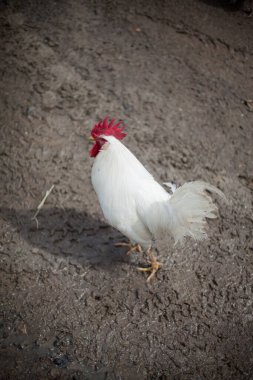 Tek Beyaz Çamurda Yürüyen Tavuk