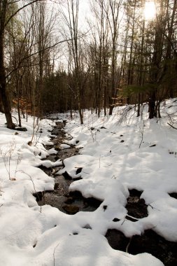 Ağaçlarda parlayan güneş ışığıyla Karlı Orman 'da Süzülen Akıntı