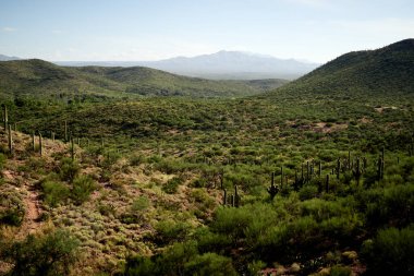 Saguaro Cacti Rolling Hills Vadisi 'nde