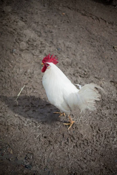 Tek Beyaz Çamurda Yürüyen Tavuk