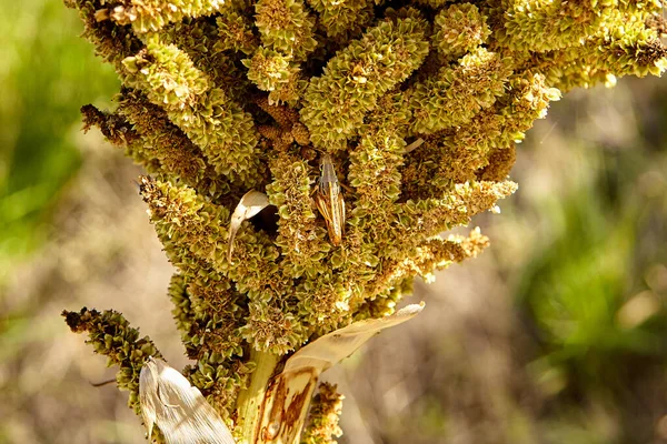 Planta Salvaje Desierto Arizona Con Grasshopper — Foto de Stock