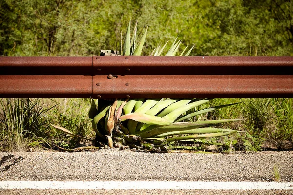 Agave Cactus Growing Roadside Safety Barrier Front View — Stock Photo, Image
