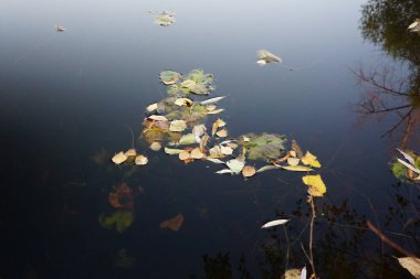 Göletin yüzeyinde sarı yapraklar