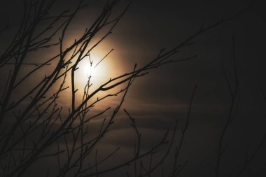 Arkasında günbatımı ve bulutları olan ağaç dalları