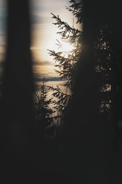 Detalle de Árbol con atardecer detrás y cielo — Foto de Stock