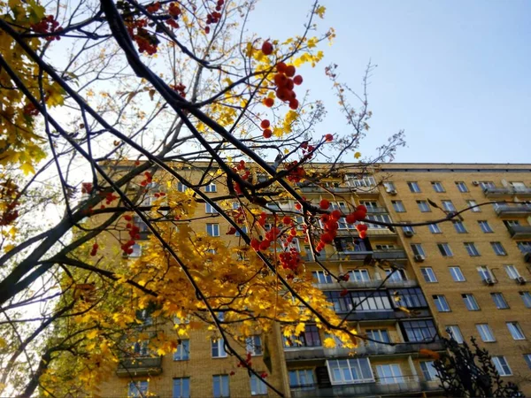 Roter Beerenbaum Moskauer Park — Stockfoto