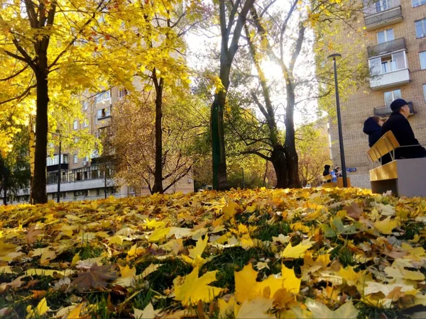 Parque Outono Dourado Moscou — Fotografia de Stock