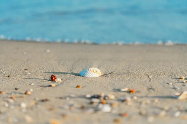 沙滩上的贝壳 飞溅的浪花和明亮的蓝天 — 图库照片