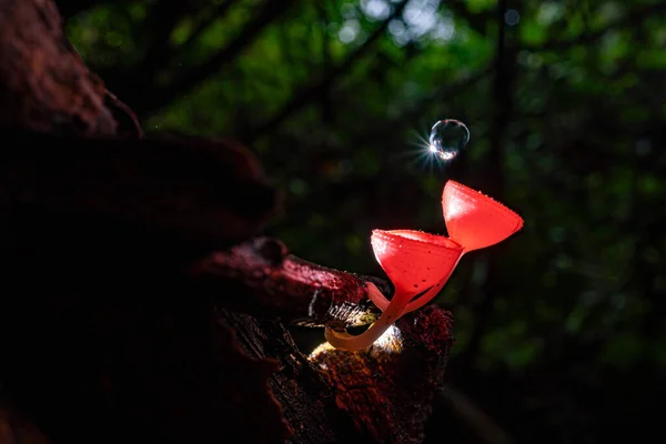 Pink Champagne Cup Mushroom Water Drop Forest — Stock Photo, Image