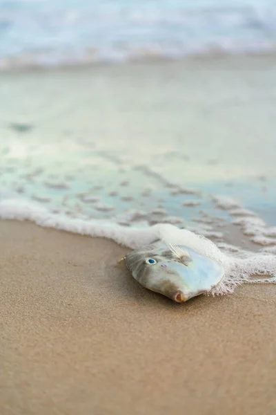 Sea Fish Sand Beach Splash — Stock Photo, Image