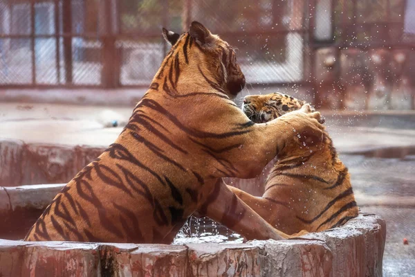 Tigrar Som Leker Vattnet — Stockfoto