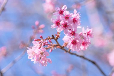 Pembe Himalaya kiraz çiçeği berrak mavi gökyüzü