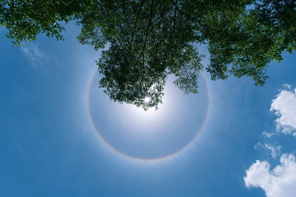 Fantastic Sun Halo Trees Blue Sky — Stock Photo, Image
