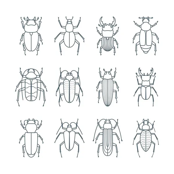 Conjunto Iconos Escarabajo Contorno Simple Golpe Editable Gráficos Vectoriales