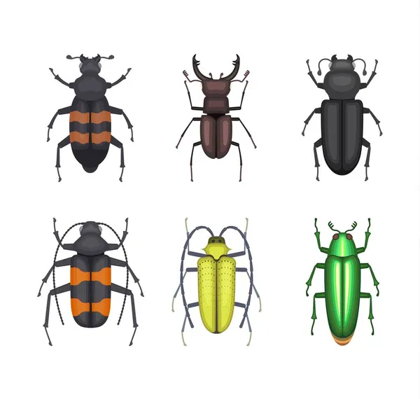 Conjunto Iconos Escarabajos Color — Archivo Imágenes Vectoriales