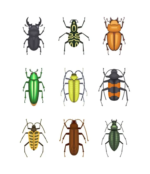 一套彩色甲虫图标 免版税图库插图