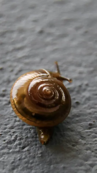 Kapalı çekim makro fotoğraf kahverengi bahçe camlı bir salyangozun spiral şeklindeki kabuğu tropikal bir bölgede yavaşça duvara tırmanıyor.