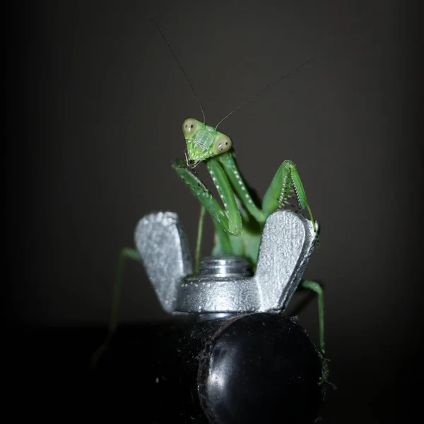 一个巨大的 绿色的 非洲的灌木祈祷螳螂站在一个黑色金属台子上 观察相机的照片 — 图库照片