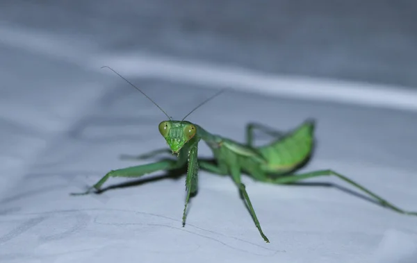 Arbusto Verde Gigante Africano Que Reza Mantis Pie Sobre Una — Foto de Stock