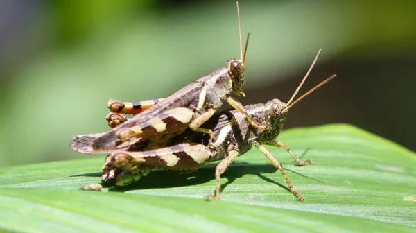 Horizontální Záběr Páření Dvou Hnědých Kobylek Zahradě Zeleném Listu Jasného — Stock fotografie