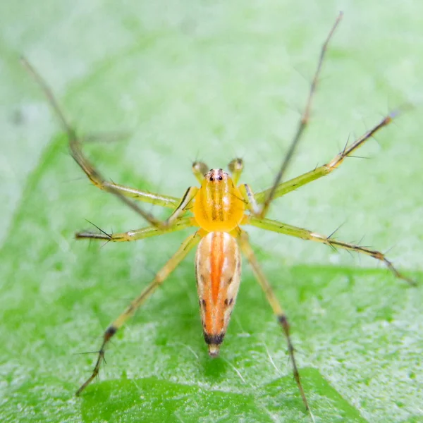 Macro Toma Vista Superior Una Araña Lince Rayas Naranja Pie — Foto de Stock